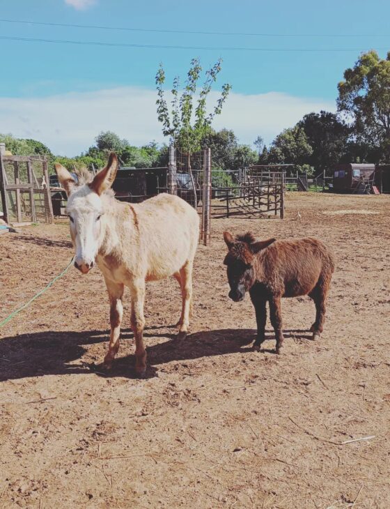 espertitalia_gallery_ragli e serragli_12