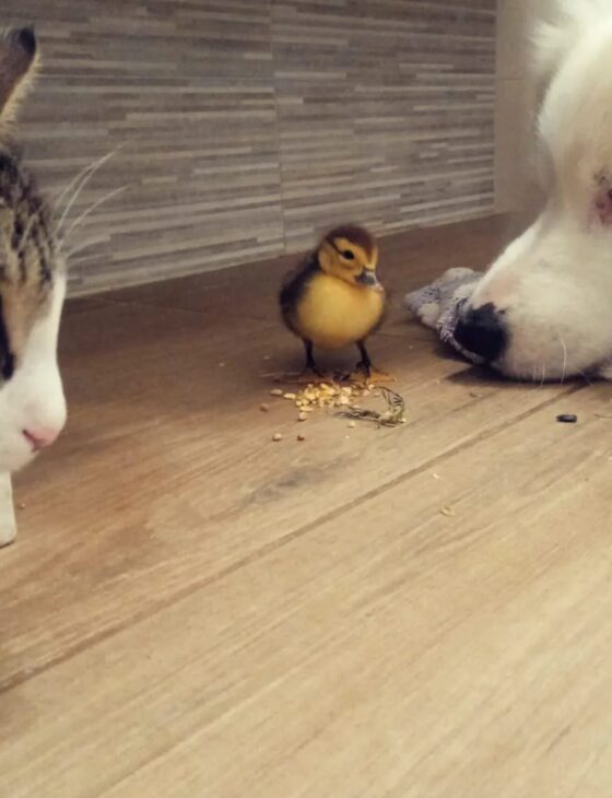 espertitalia_gallery_ragli e serragli_7