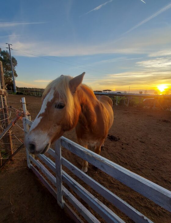 espertitalia_gallery_ragli e serragli_8